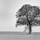 A Tree At Dawn